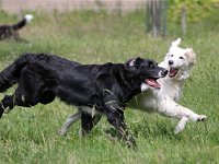 Puppys van Bliss040622-0039